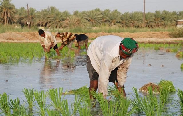 بوابة المصريين