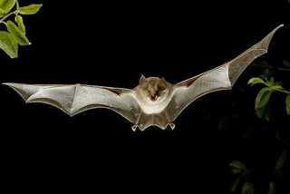 الصحة العالمية: نتابع ظهور فيروس نيوكوف NeoCoV الجديد الموجود بالخفافيش