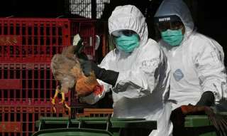 إعدام 48 مليون طائر فى أوروبا بسبب تفشى انفلونزا الطيور