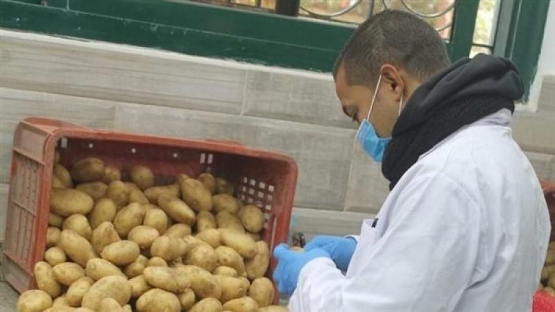فحص البطاطس المعدة للتصدير