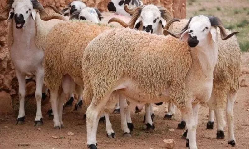 ارتفاع اسعار الاضاحى