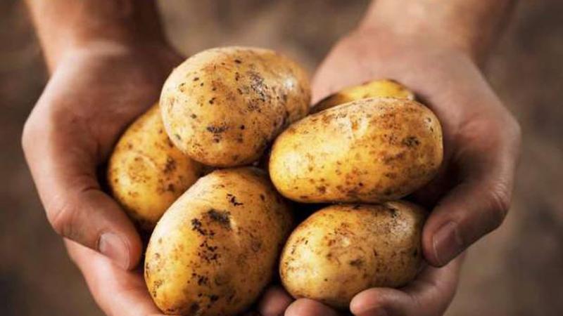 أسعار البطاطس الآن