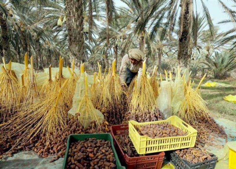 بوابة المصريين