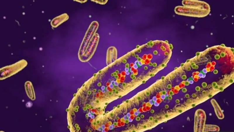 بوابة المصريين