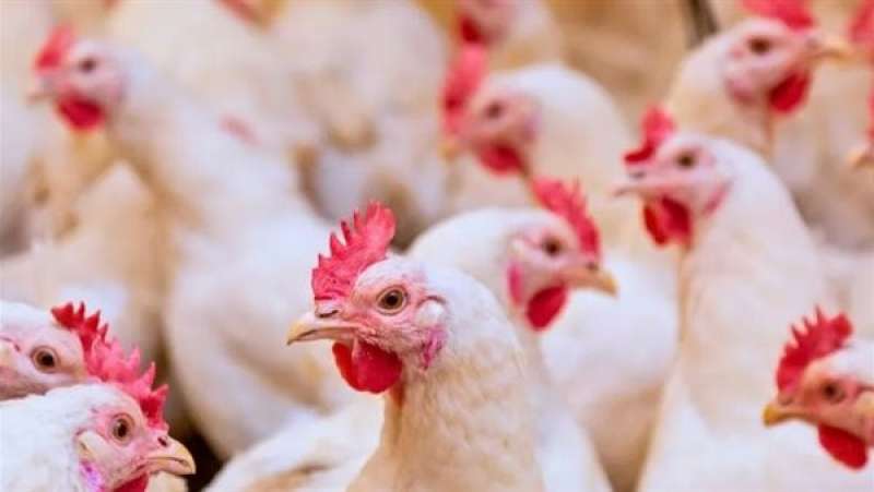 بوابة المصريين