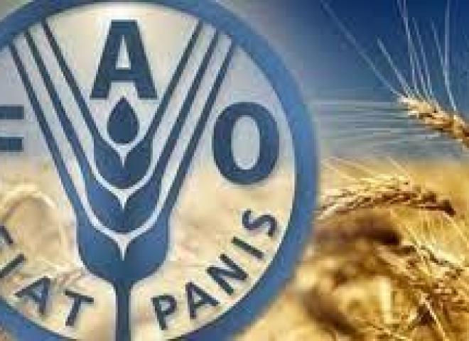 الفاو: أسعار السلع الغذائية الأساسية العالمية تتراجع للشهر الثالث في نوفمبر