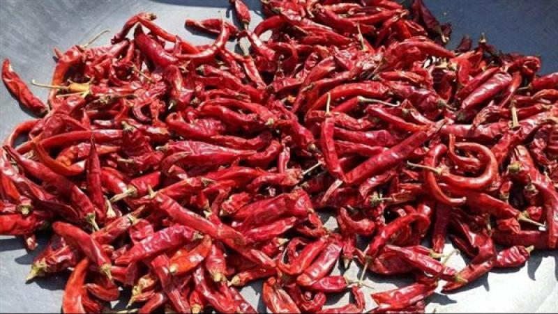 بوابة المصريين