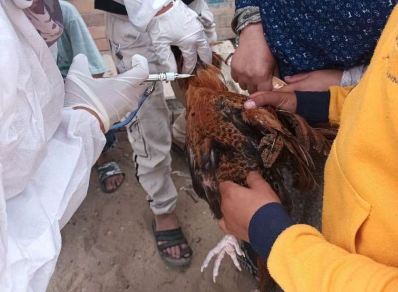 بوابة المصريين