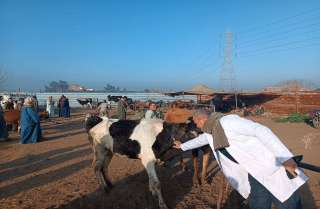 الزراعة: تحصين أكثر من 2.1 مليون رأس ماشية حتى الآن ضمن الحملة الاستثنائية ضد الحمى القلاعية