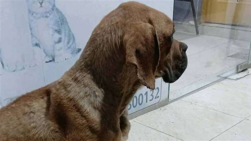 بوابة المصريين