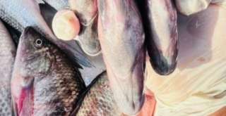 أسعار الأسماك بأسواق مطروح اليوم