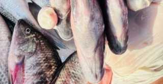 أسعار الأسماك بأسواق مطروح اليوم