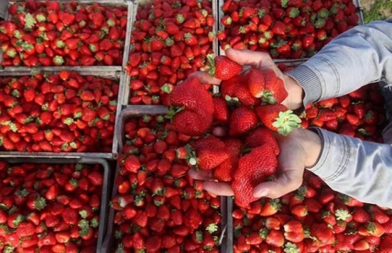 بوابة المصريين