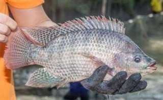 السمك البلطي .. غذاء بسيط بفوائد صحية كبيرة لصحتك وأسرتك