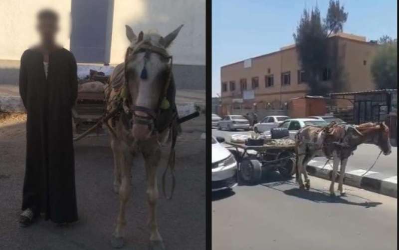 بوابة المصريين