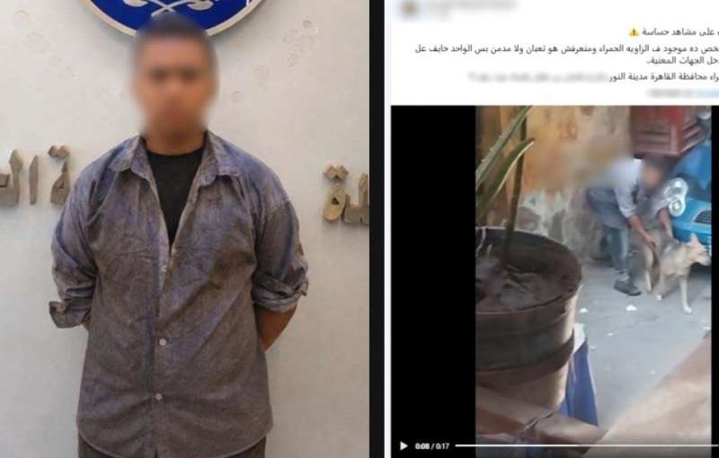 بوابة المصريين